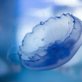 Méduse aurélie Aurelia aurita