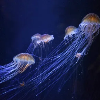 méduse boussole du Pacifique