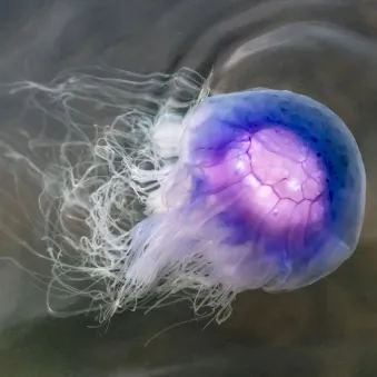 méduse cyanée bleue