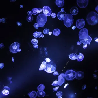 Méduse aurélie Aurelia aurita