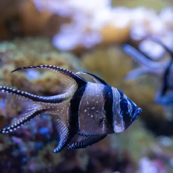 Le poisson cardinal de Banggai ou Apogon de Banggai Pterapogon kauderni