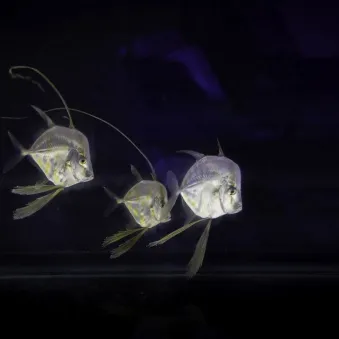 Sélènes juvéniles nées à Nausicaa