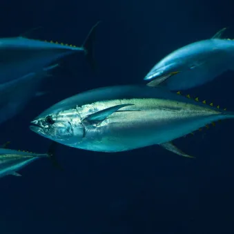 thon rouge Thunnus thynnus