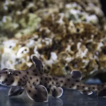 Bébé requin cornu né à Nausicaa en 2024