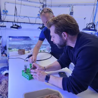 corail résilience à Nausicaa