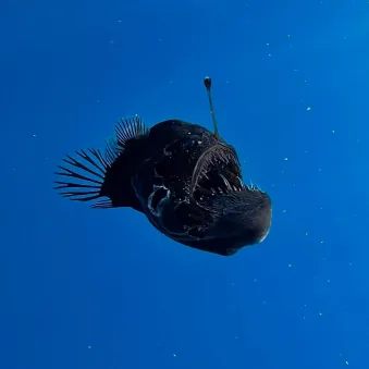 Baudroie abyssale dans les eaux de surface @David Jara Boguñá