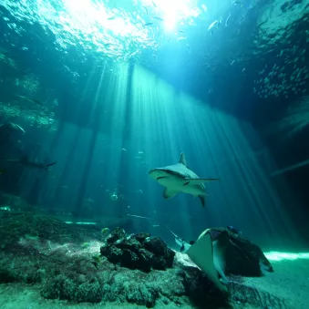 Requins et raies dans le bassin de Nausicaa