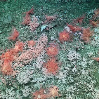 ROV SuBastian / Schmidt Ocean Institute 