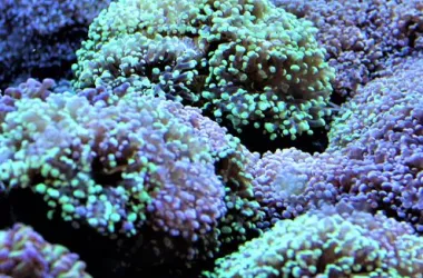 De Euphyllia-koralen
