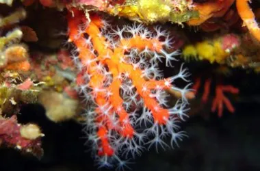 Red coral Corallium rubrum