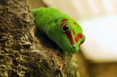 Le gecko de Madagascar Phelsuma madagascariensis