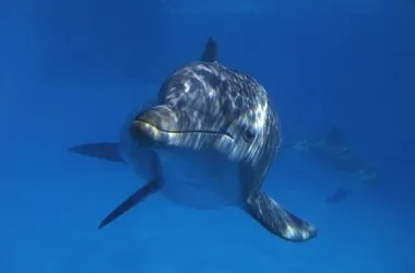 The bottlenose dolphin Tursiops truncates