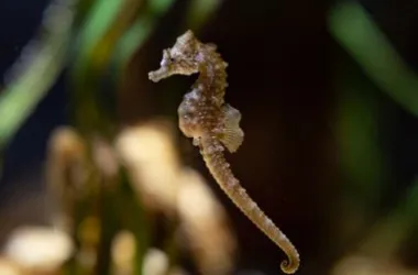 Short-snouted Seahorse Hippocampus hippocampus