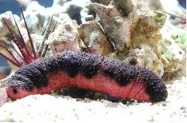 De roze eetbare zeekomkommer Holothuria edulis