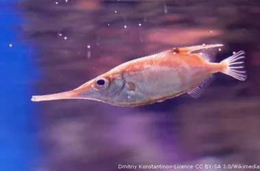 Longspine Snipefish Macroramphosus scolopax