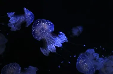 Australian spotted jellyfish Phyllorhiza punctata