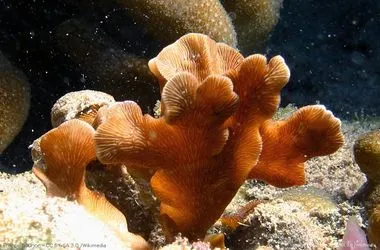 Potato chips coral Pavona cactus