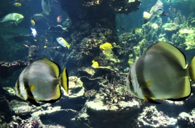Discover the Orbiculate Batfish | Nausicaa