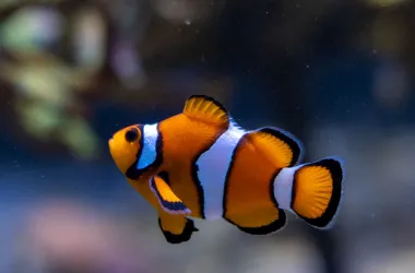 Discover the Clown Anemonefish | Nausicaa