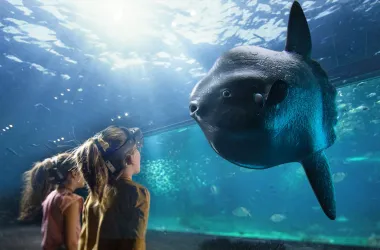 Ocean Sunfish mola mola