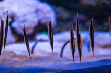 Coral Shrimpfish