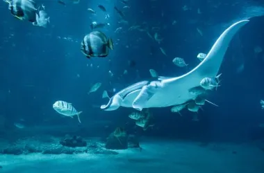 De mantarog | Nausicaa