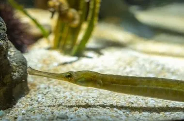 Longsnout Pipefish