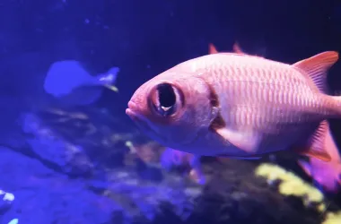 Brick Soldierfish