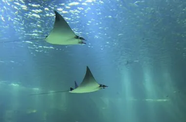 De West-Atlantische duivelsrog  Mobula hypostoma