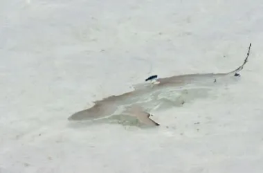 requin pointes noires