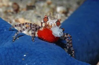 crabe boxeur à mosaïque