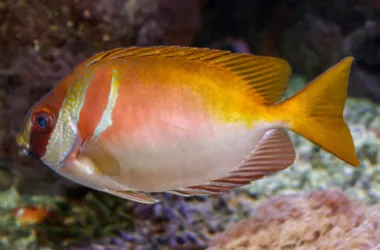 Poisson-lapin à double barre