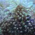 Les coraux Euphyllia