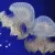 La méduse tachetée d'Australie 