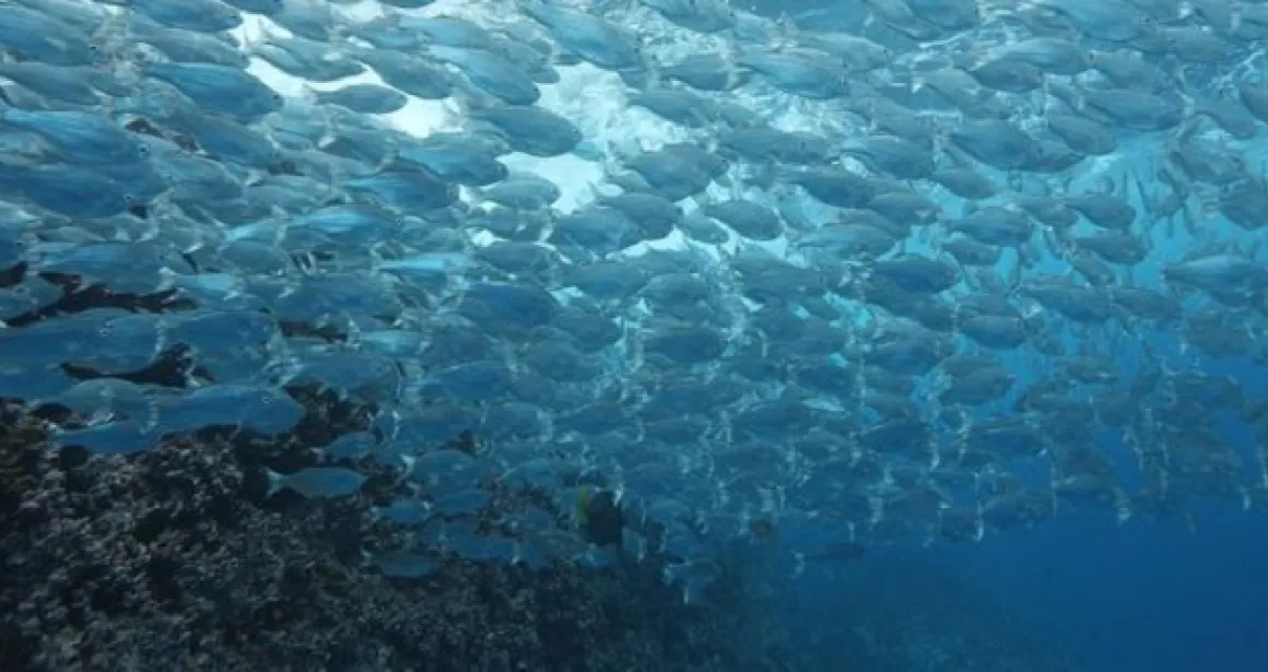 banc de poissons biodiversité du Grand Large