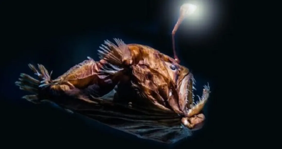 Learn more about the Humpback anglerfish