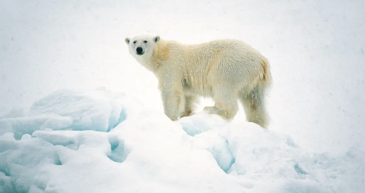 quelles menaces pour l'ours polaire ?
