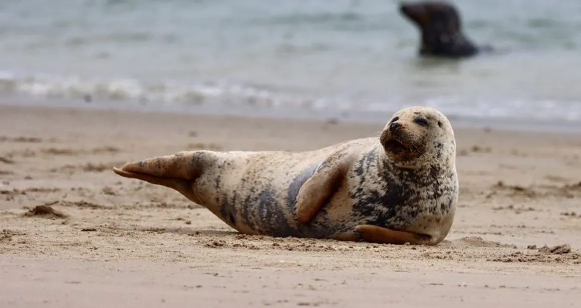 Zeehonden aan de Opaalkust