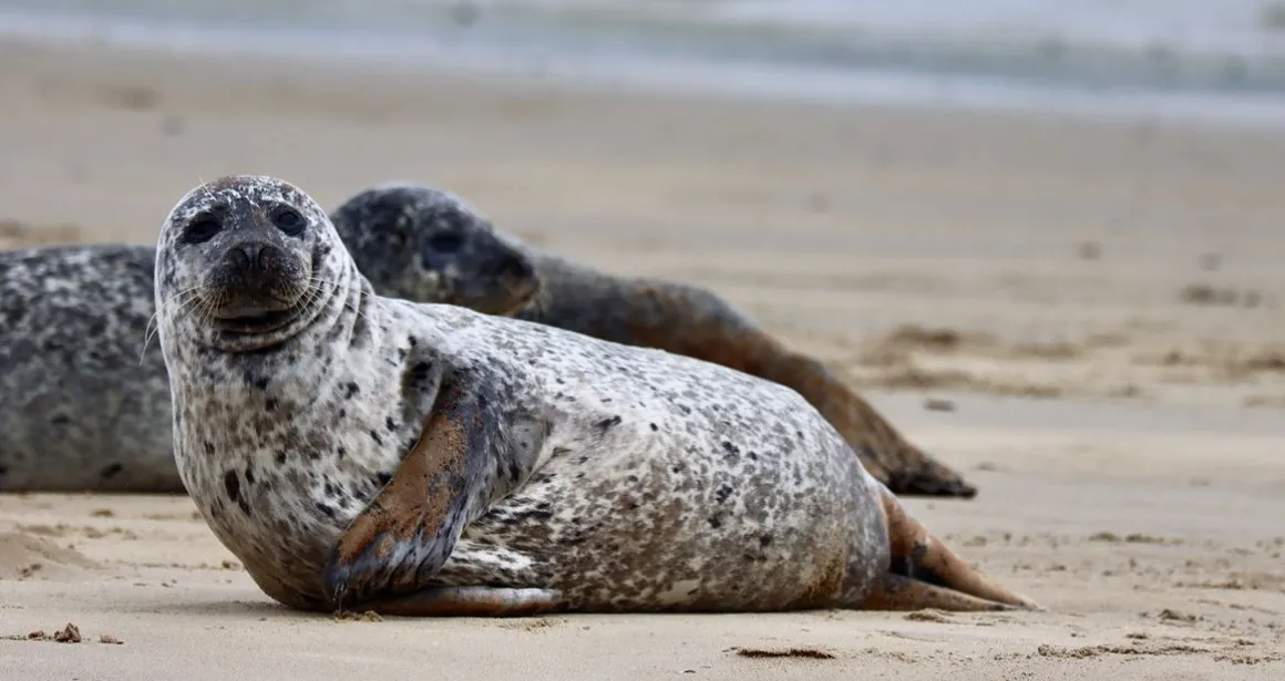 phoque veau marin sur la côte d'opale