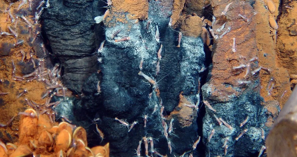 crevette rimicaris Ifremer abysses