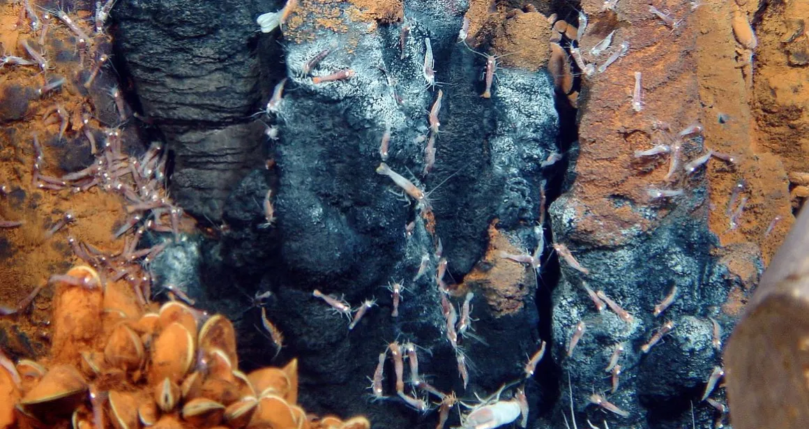 crevette rimicaris Ifremer abysses