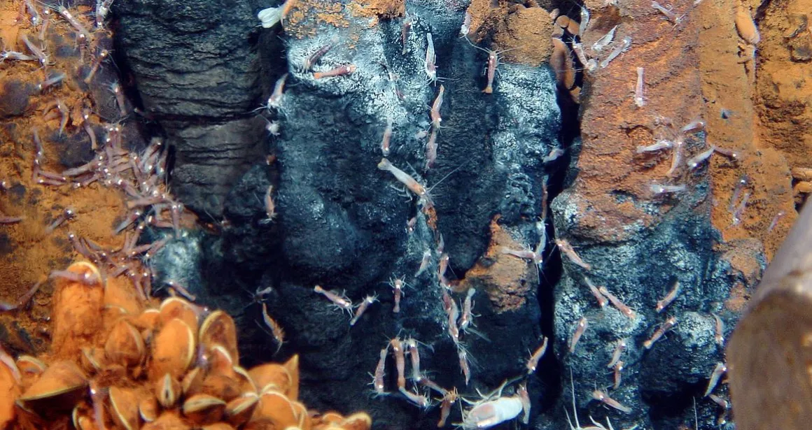 crevette rimicaris Ifremer abysses