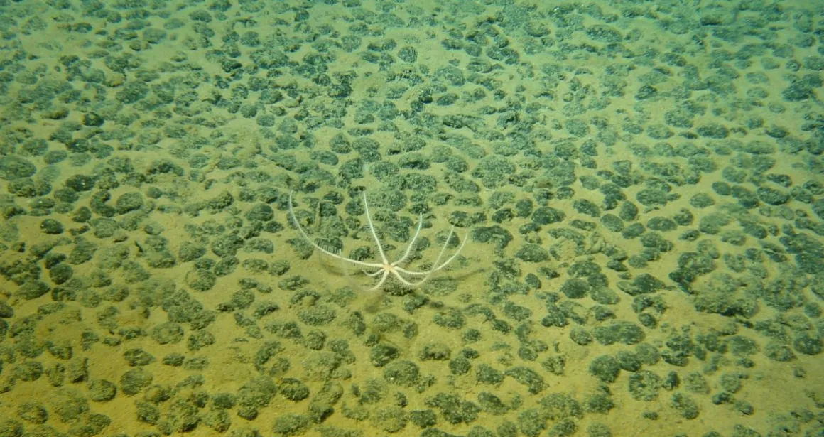 Nodules polymétalliques