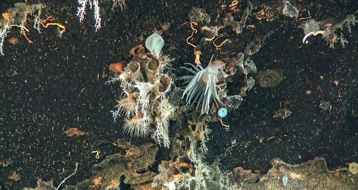 Pacifique SW_Ifremer