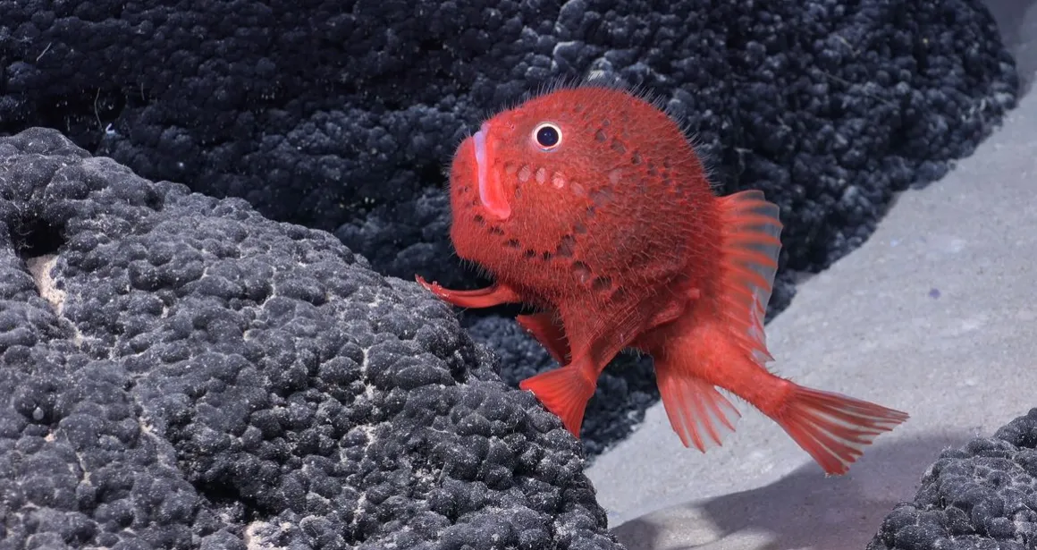 chaunacops Avec l'aimable autorisation du Schmidt Ocean Institute