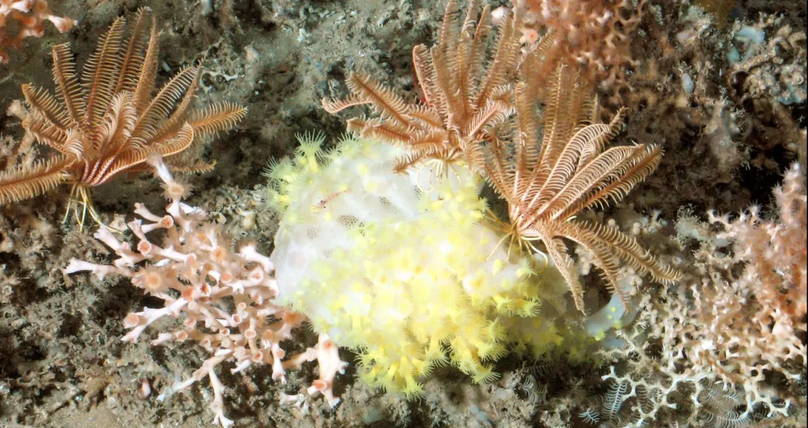 coraux des abysses Ifremer