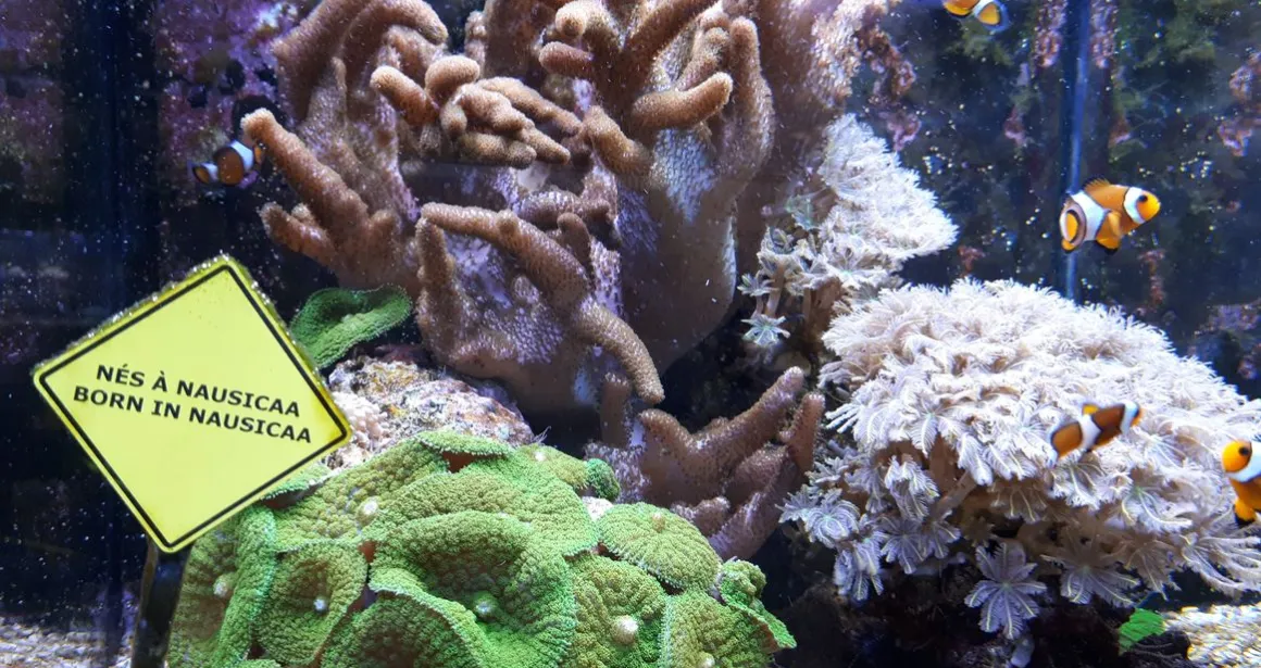 poisson-clown né à Nausicaa