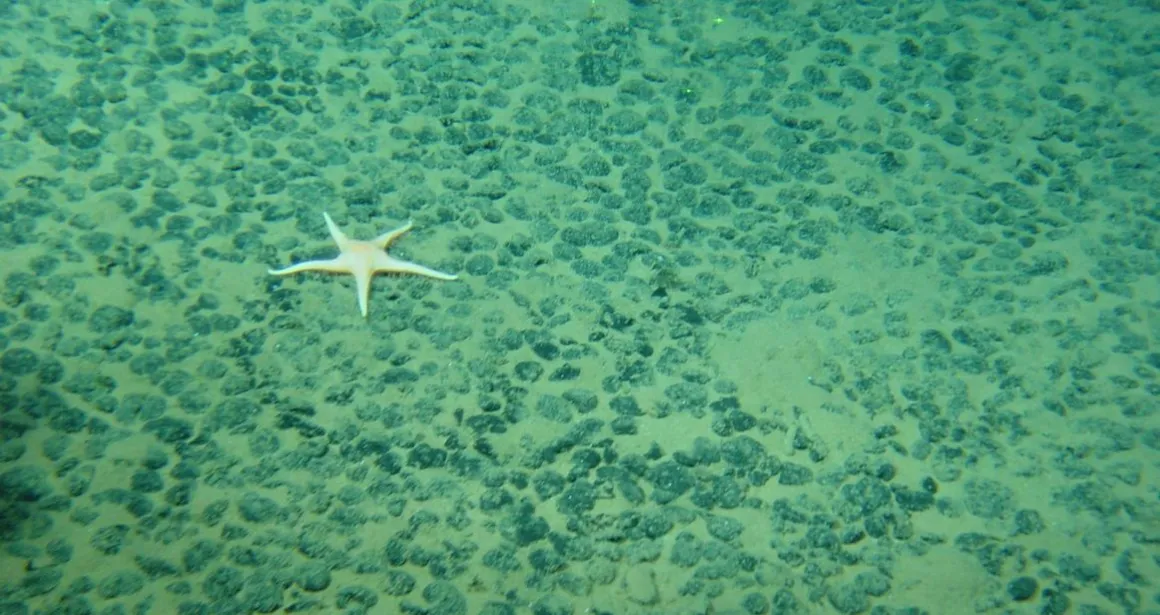 Etoile de mer sur champ de nodules polymétalliques