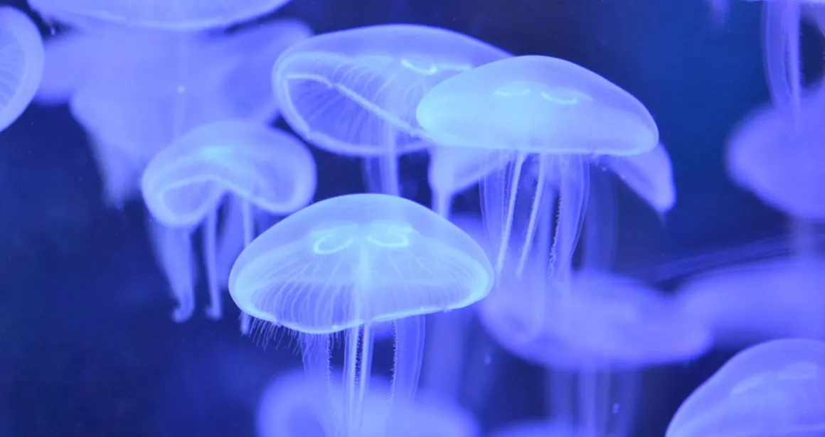 Méduse aurélie Aurelia aurita