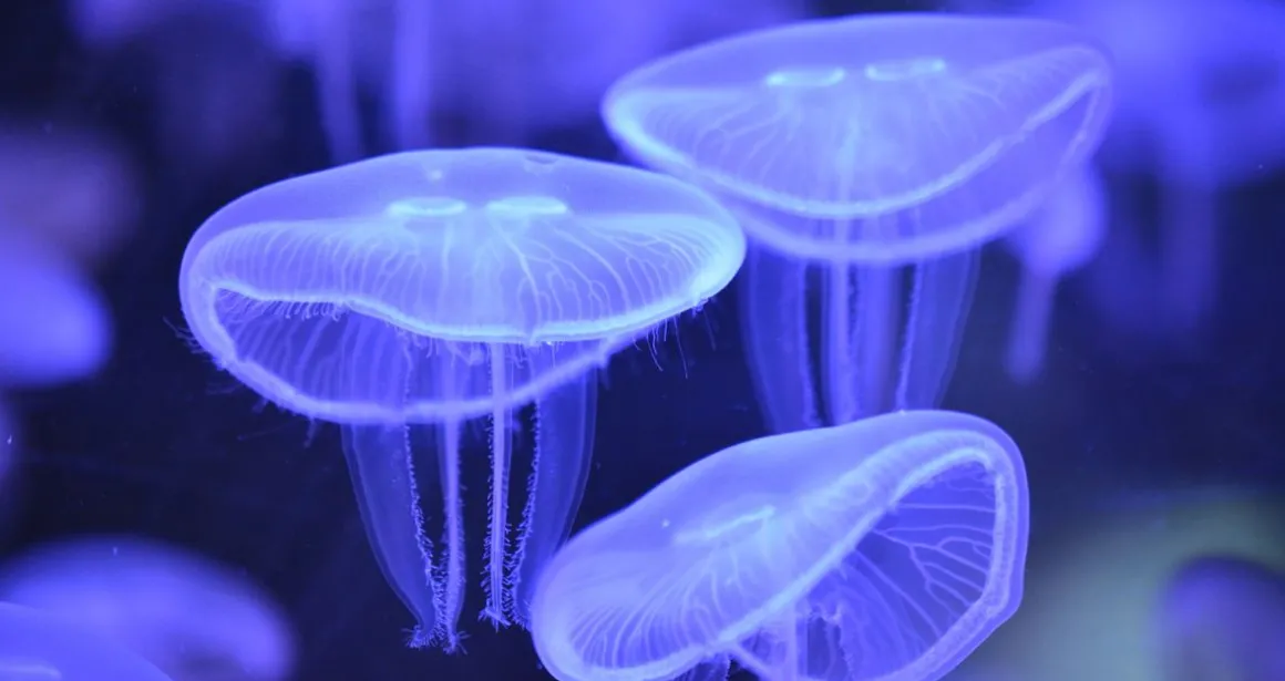 Méduse aurélie Aurelia aurita